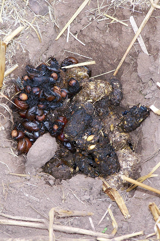 Badger poo