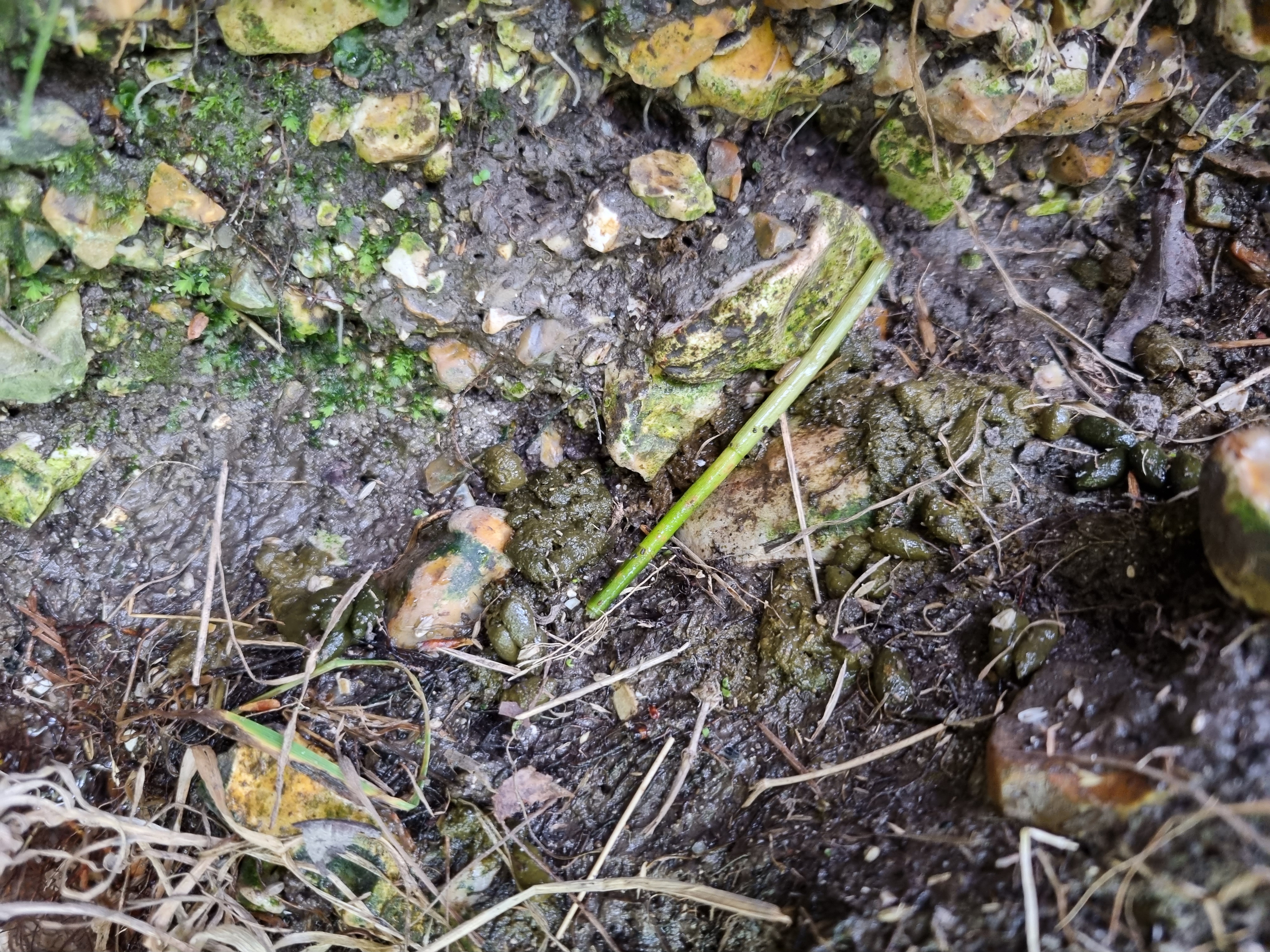 A collection of green-brown droppings 