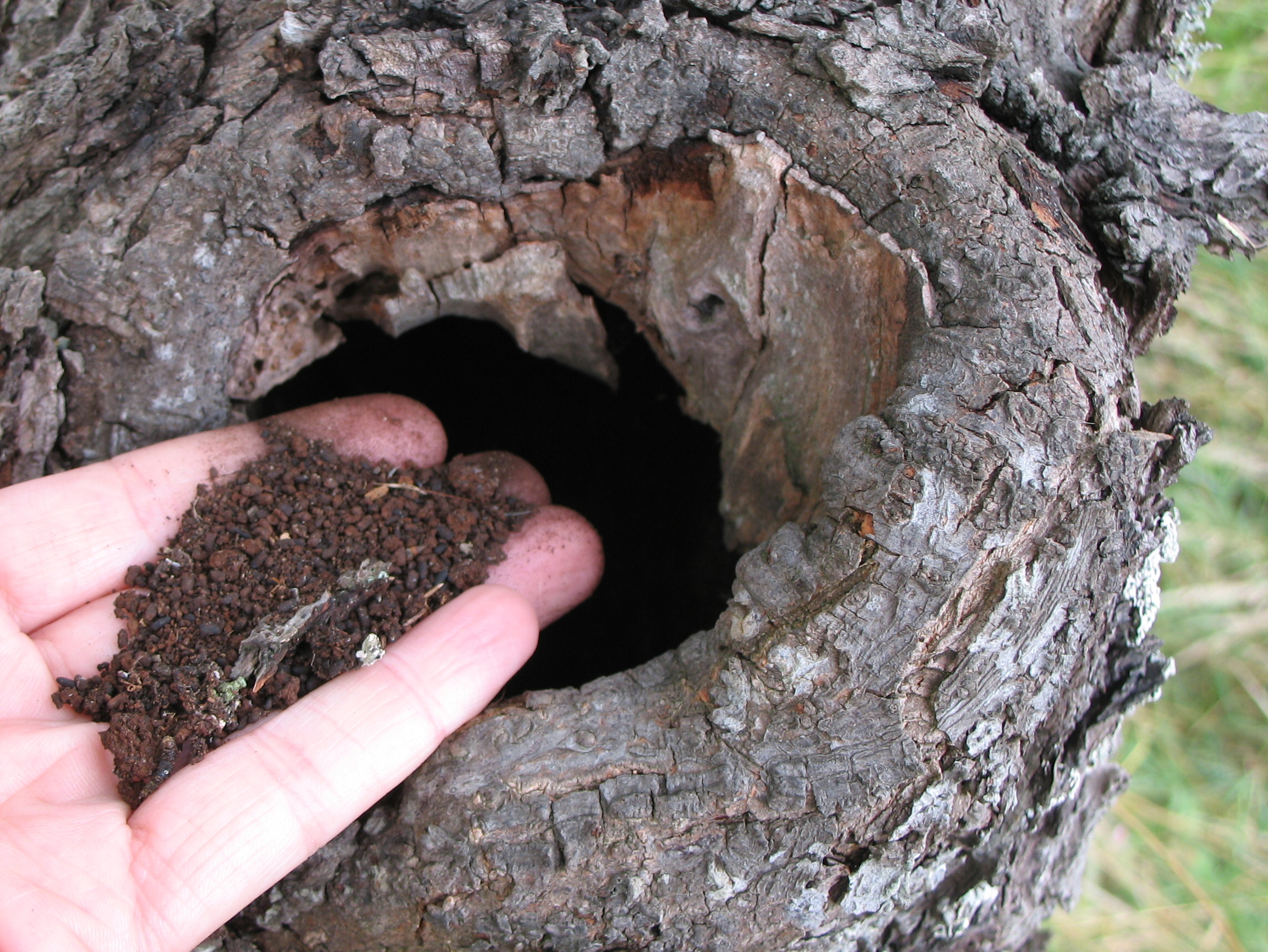 A hand holding noble chafer frass by the hole in a tree.