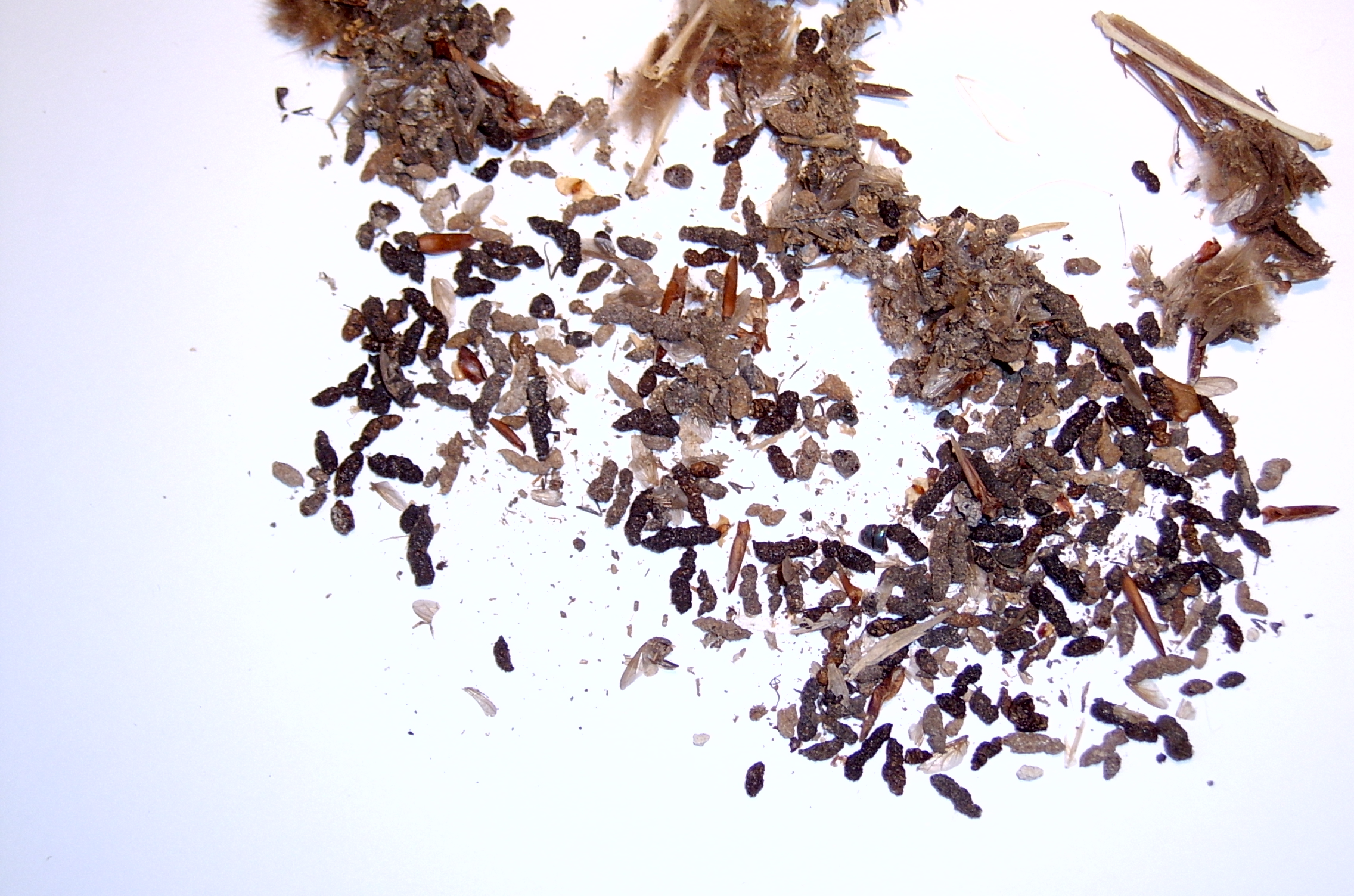 Bat droppings on a white surface.