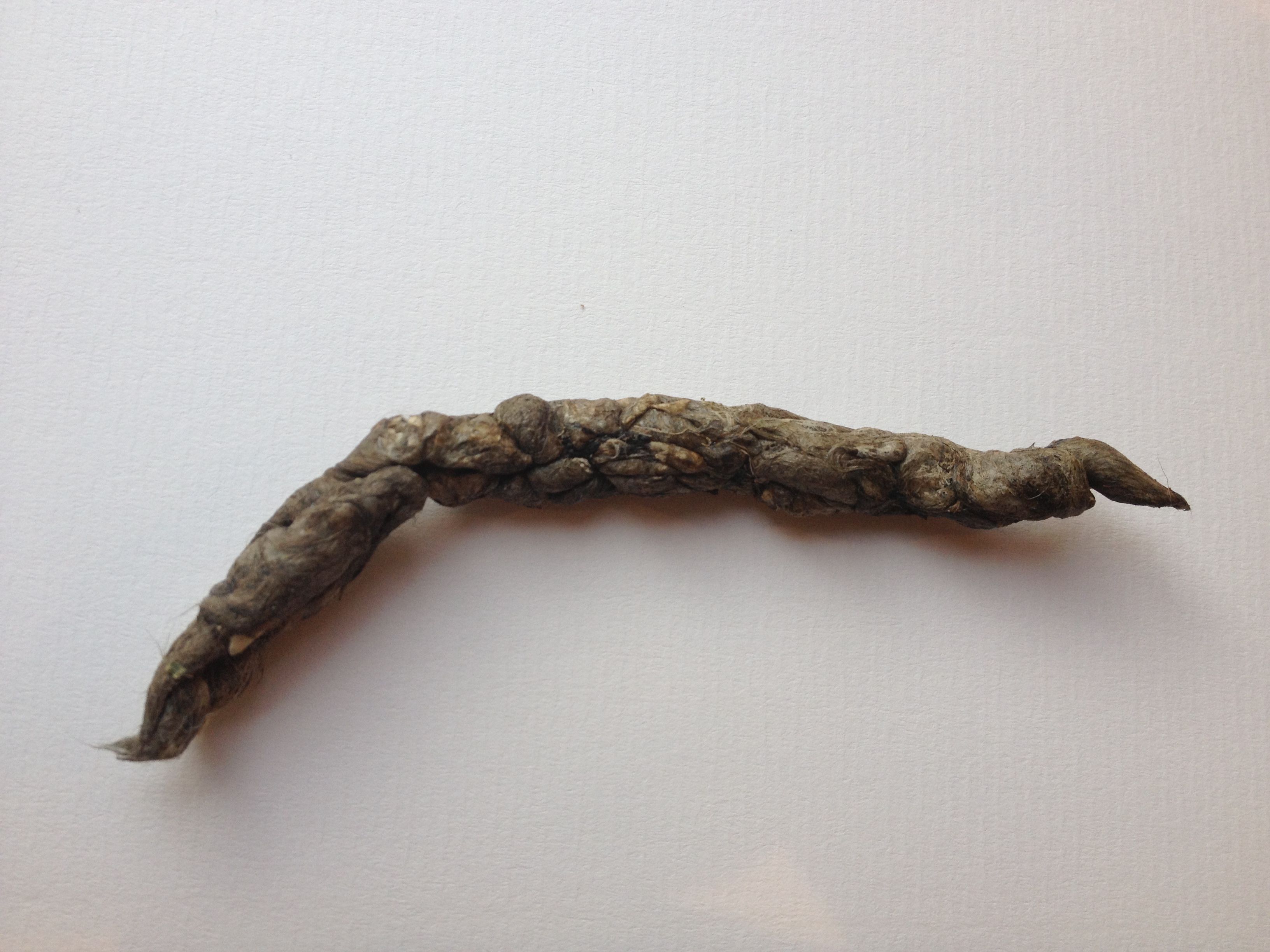Polecat scat.