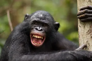Can animals laugh A Bonobo laughing