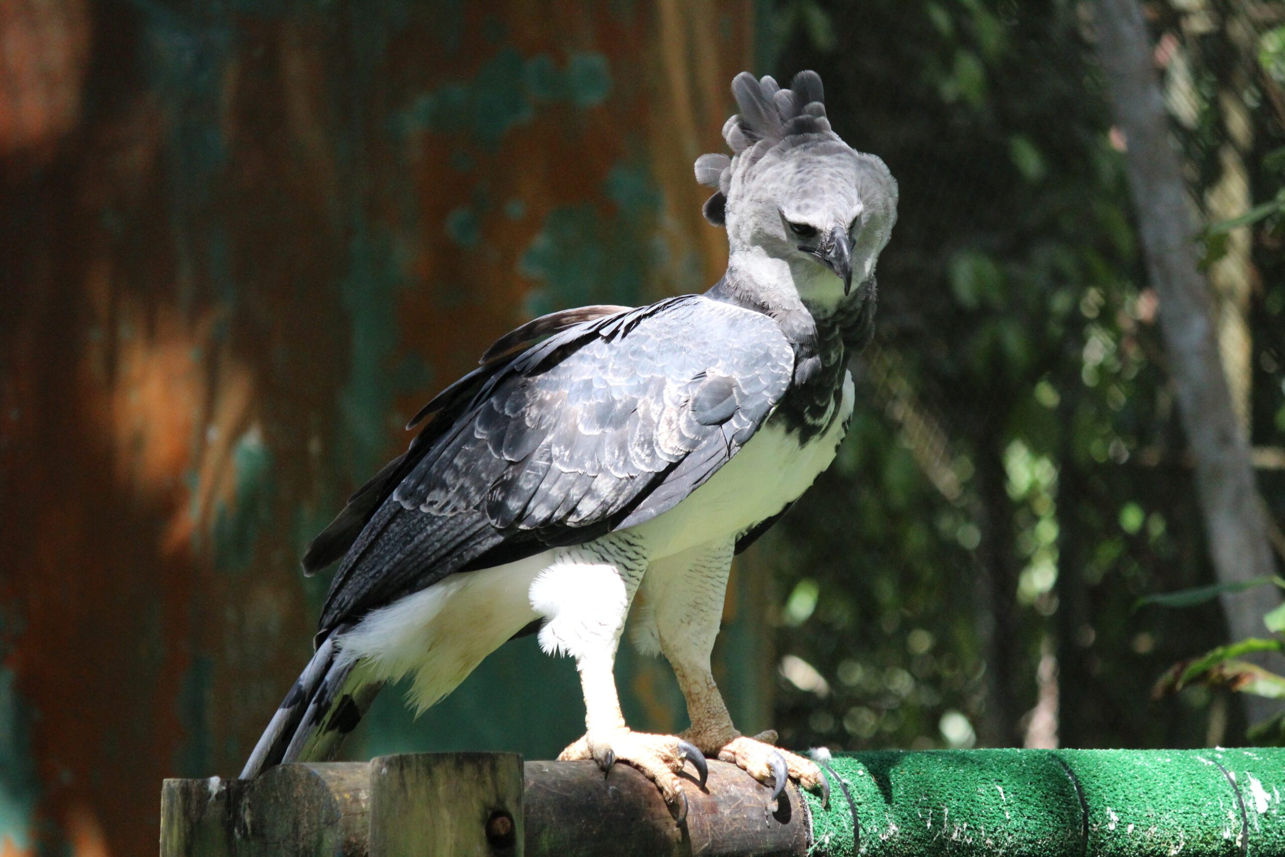 Harpy eagle