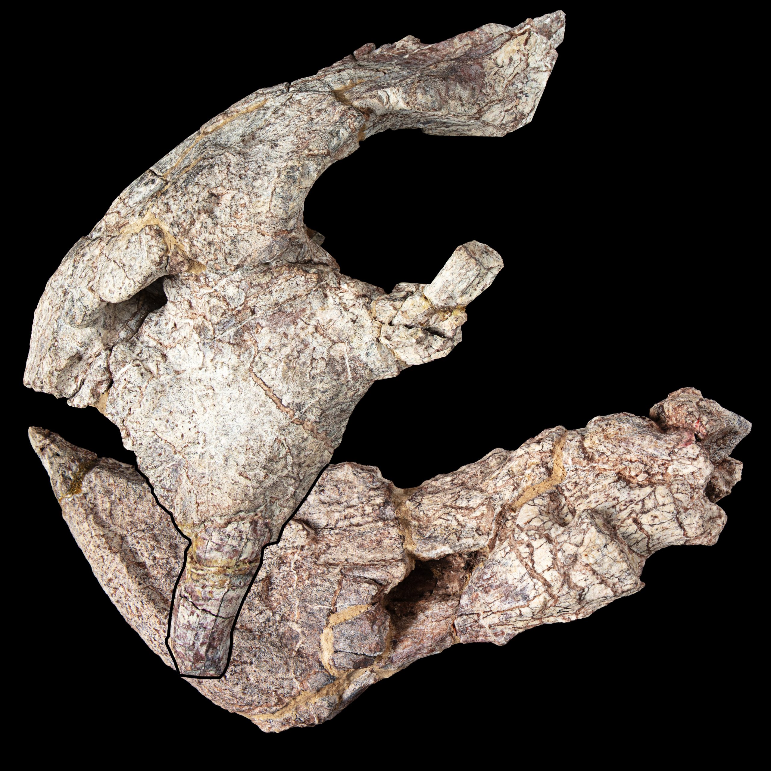 Dinodontosaurus skull