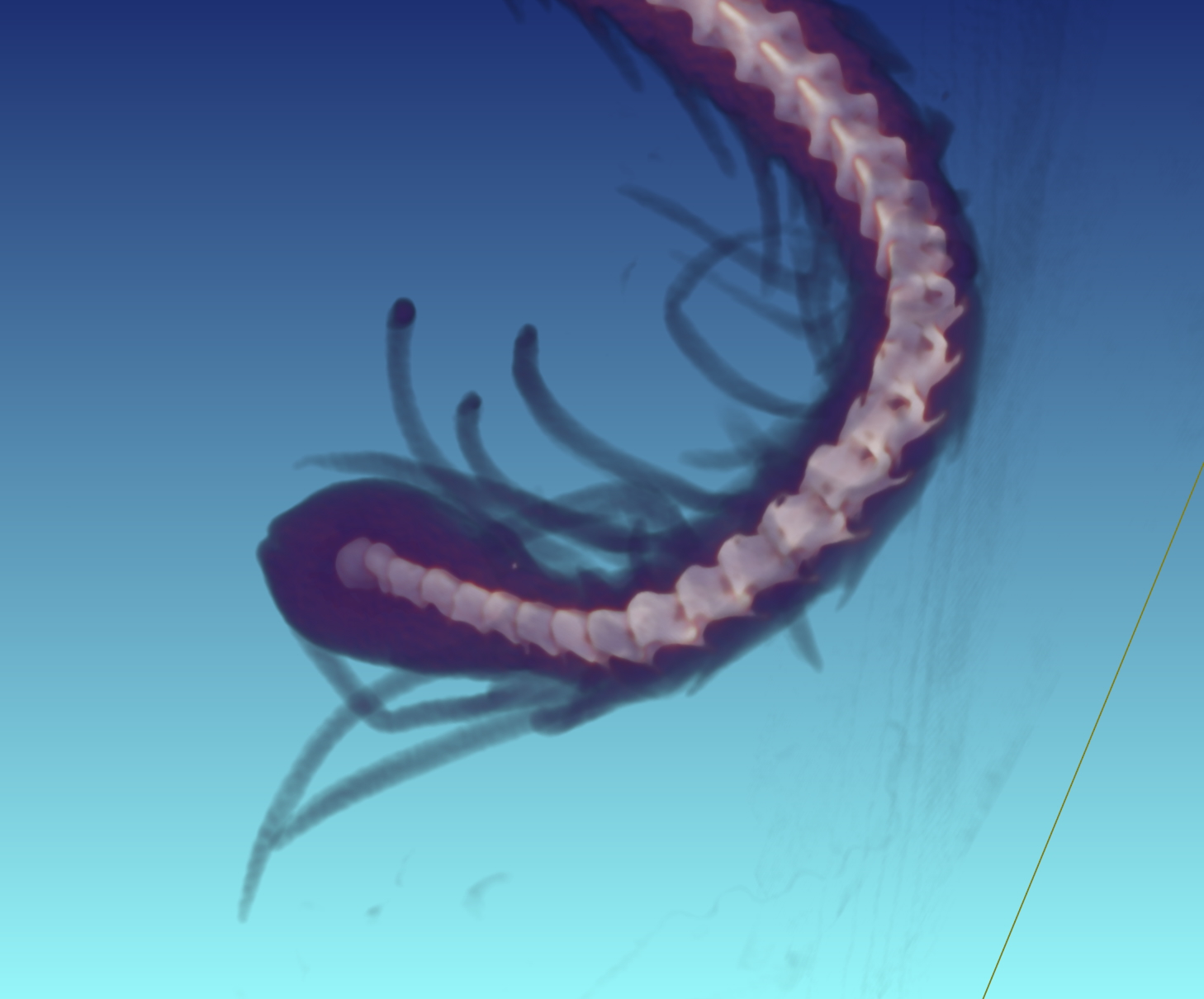 Spider-tailed horn viper tail scan