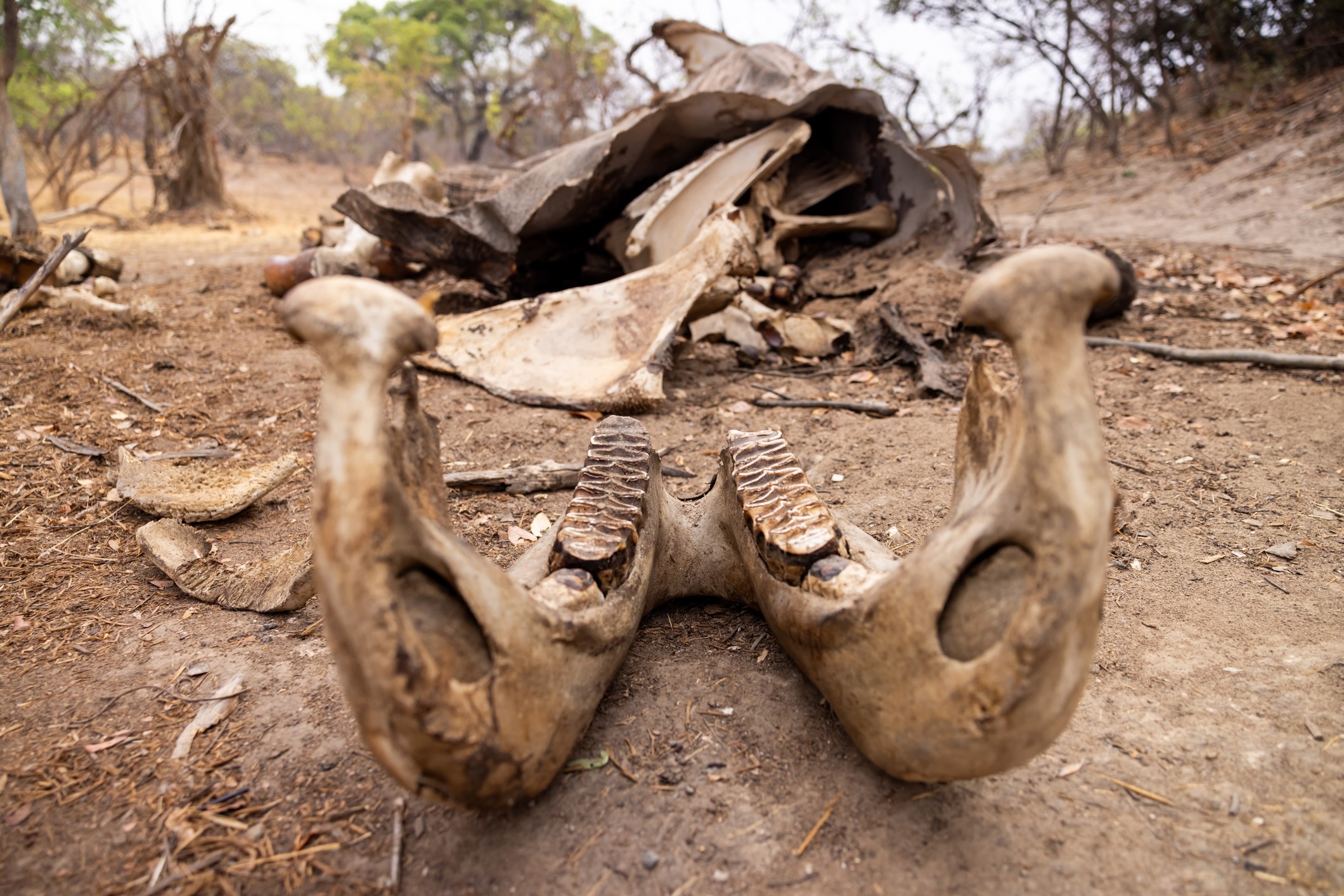 Elephant carcass