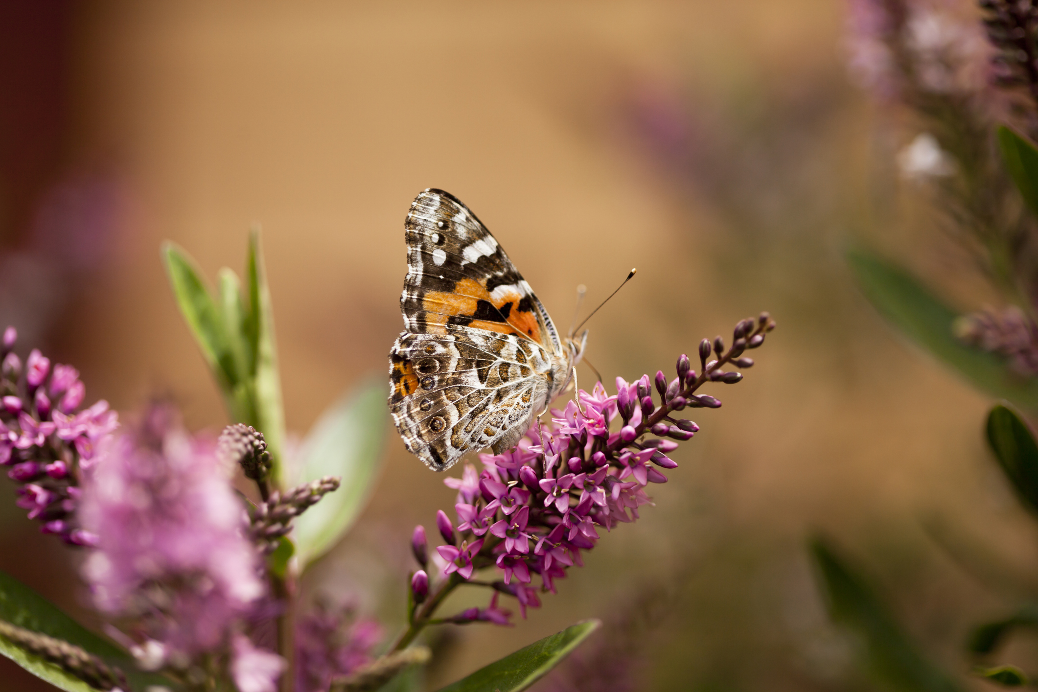 Close-up of an Australian painted lady butterfly (Vanessa kershawi) on a pink blossom flower