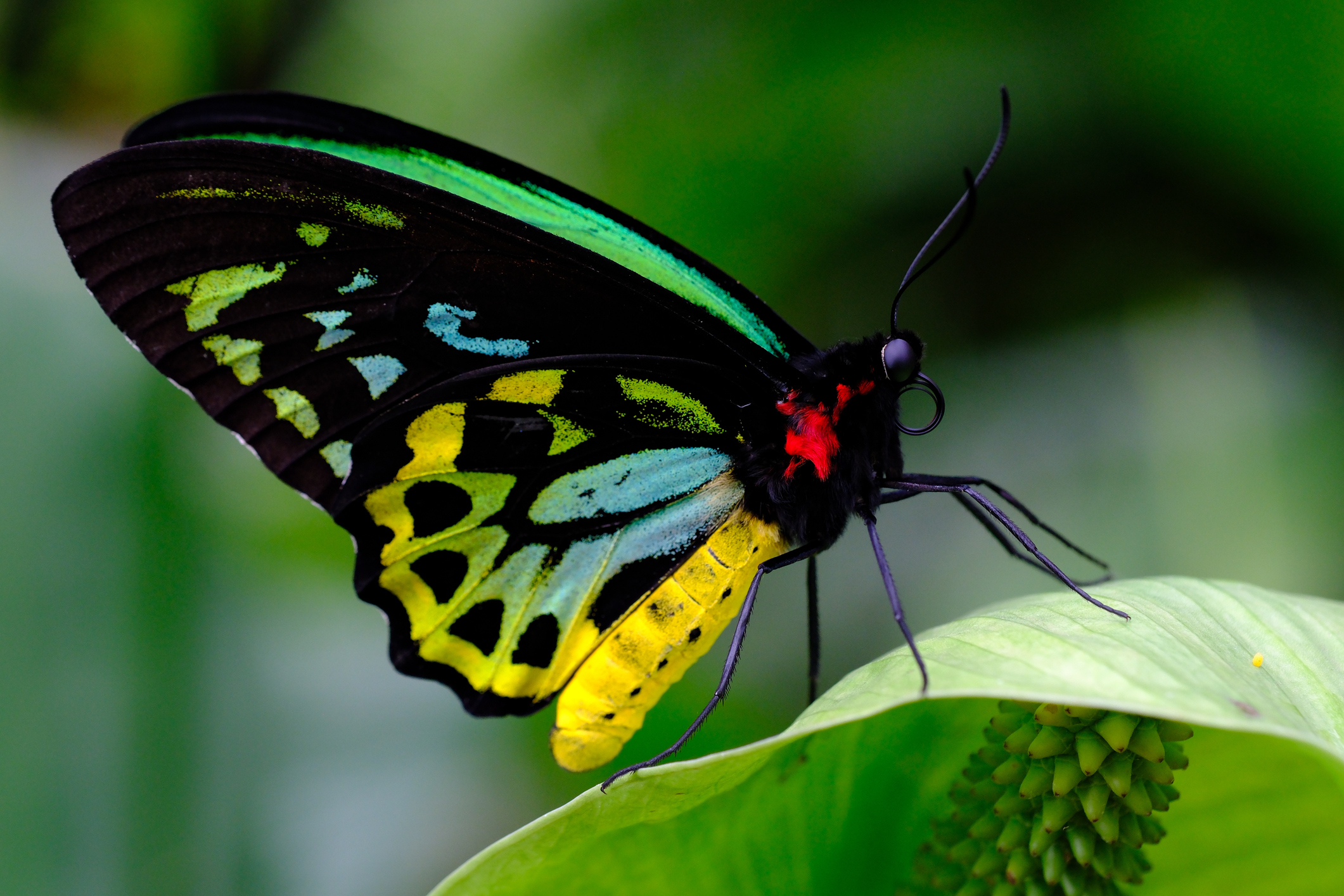 Detailed and vivid close-up of an exotic tropical butterfly, probably an Ornithoptera (such as Queen Alexandra or a similar species). The black wings are illuminated by spots of emerald green, bright yellow and light blue, with a black and red hairy body. The insect is laid on a green leaf with an ear of flowers. Ideal for content on entomology, biodiversity, rare species, tropical gardens, conservation and macro photography of insects.