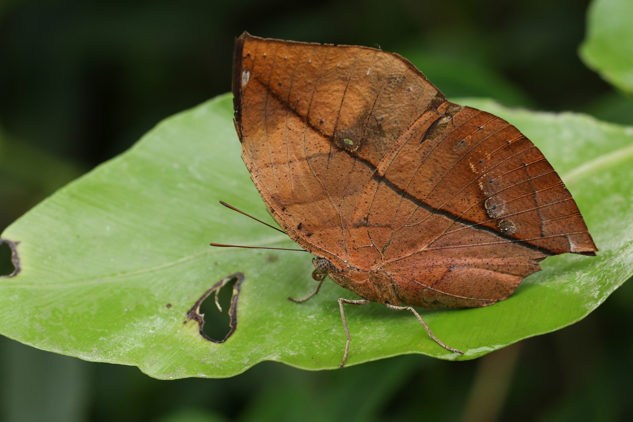An Indian Leaf Butterfly, Doleschallia bisaltide, resting on a leaf at a Butterfly farm.