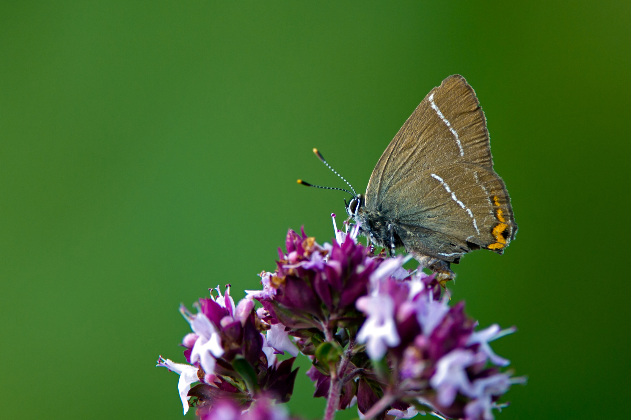 The beautiful and rare White-letter Hairstreak (Satyrium w-album) sucking nectar from the oregano flowers in Uppland