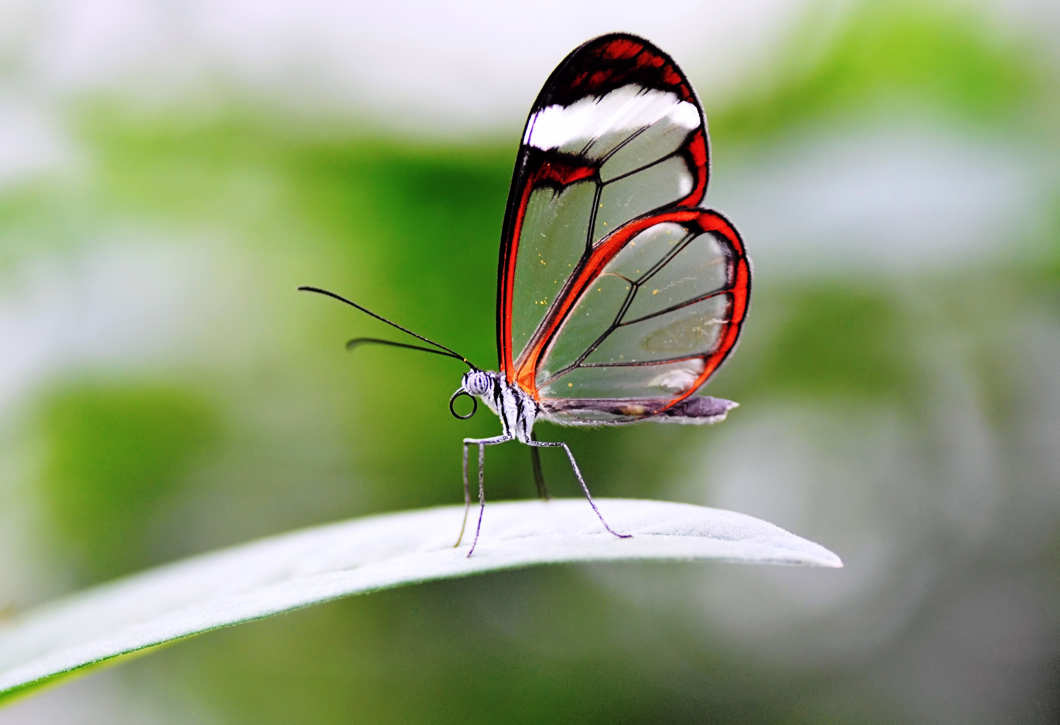 The Glasswinged butterfly (Greta oto) is a brush-footed clearwing butterfly