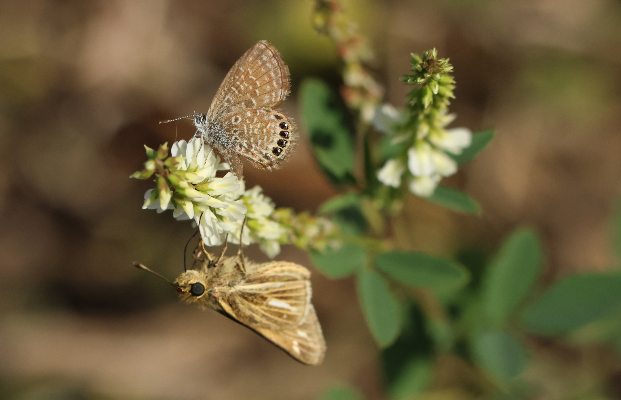 A Western Pygmy Blue, Brephidium exilis, pollinating a wildflower.