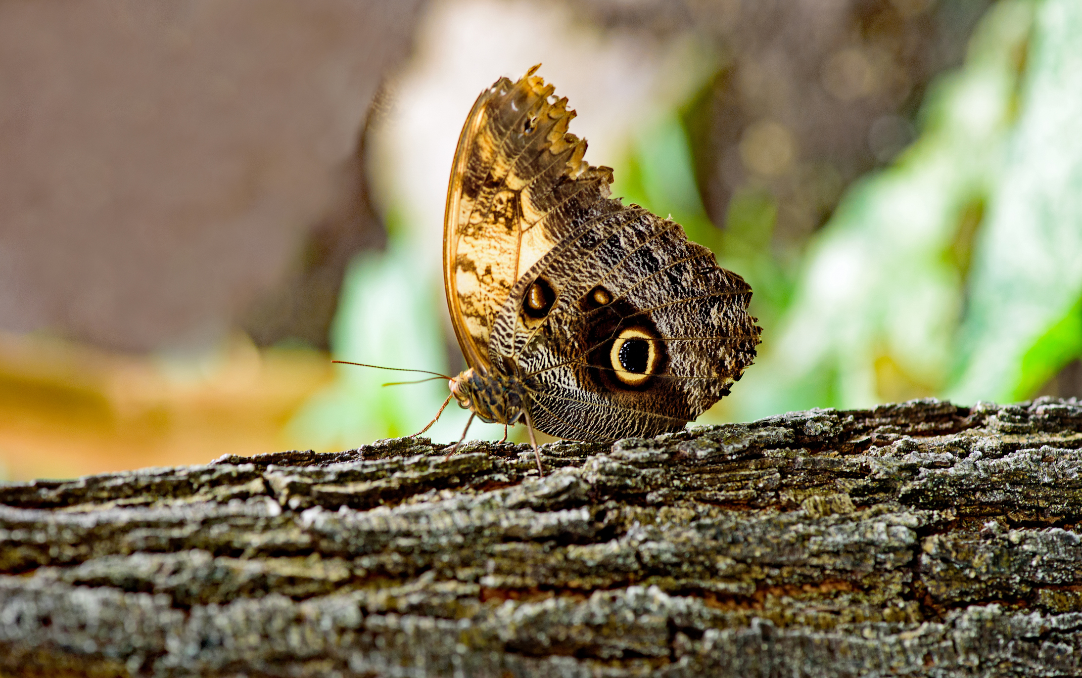 Owl butterfly close up one of the largest butterflie in Central America, brown and gray undersides decorated with large, yellow-ringed eye spots