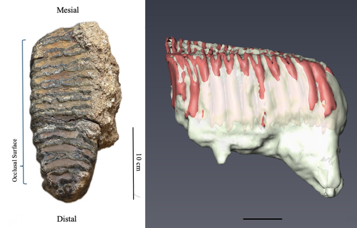 Computer-generated reconstruction of the elephant tooth