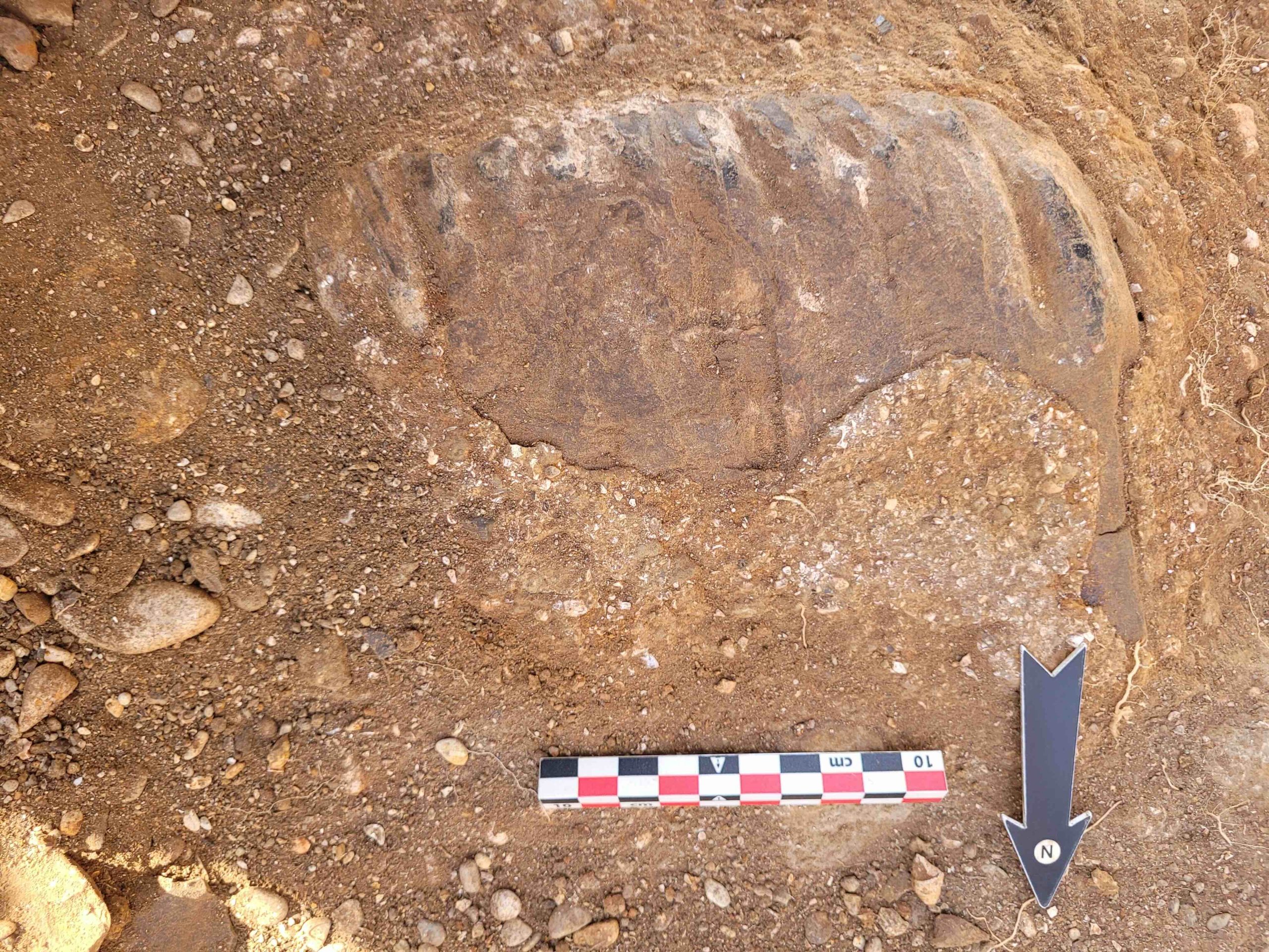 700,000-year-old elephant tooth