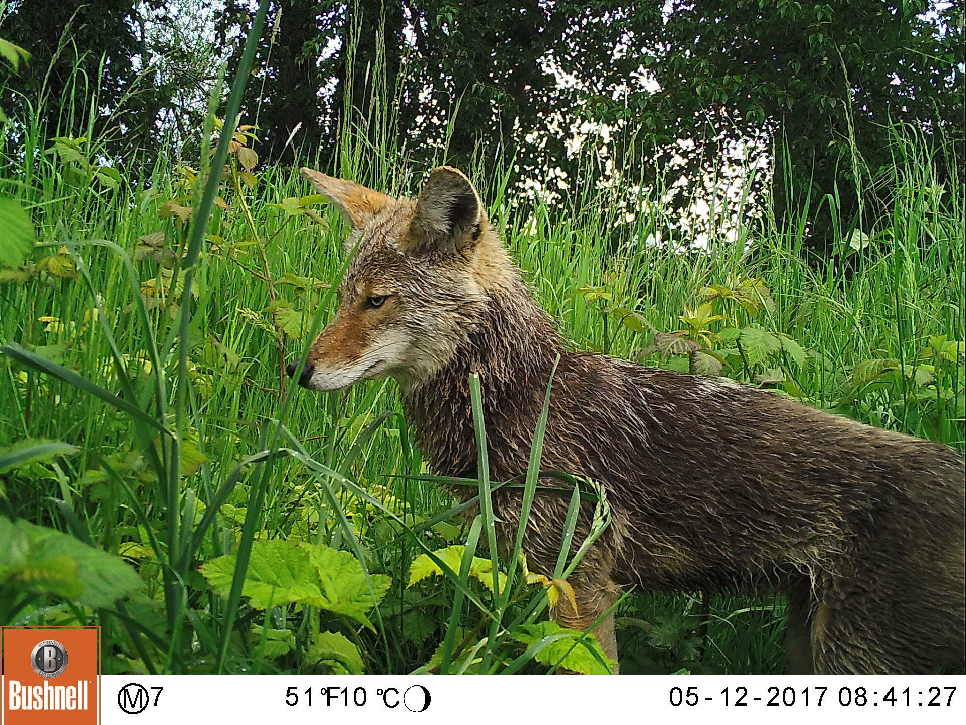 Coyote in the Union Bay Natural Area in Seattle