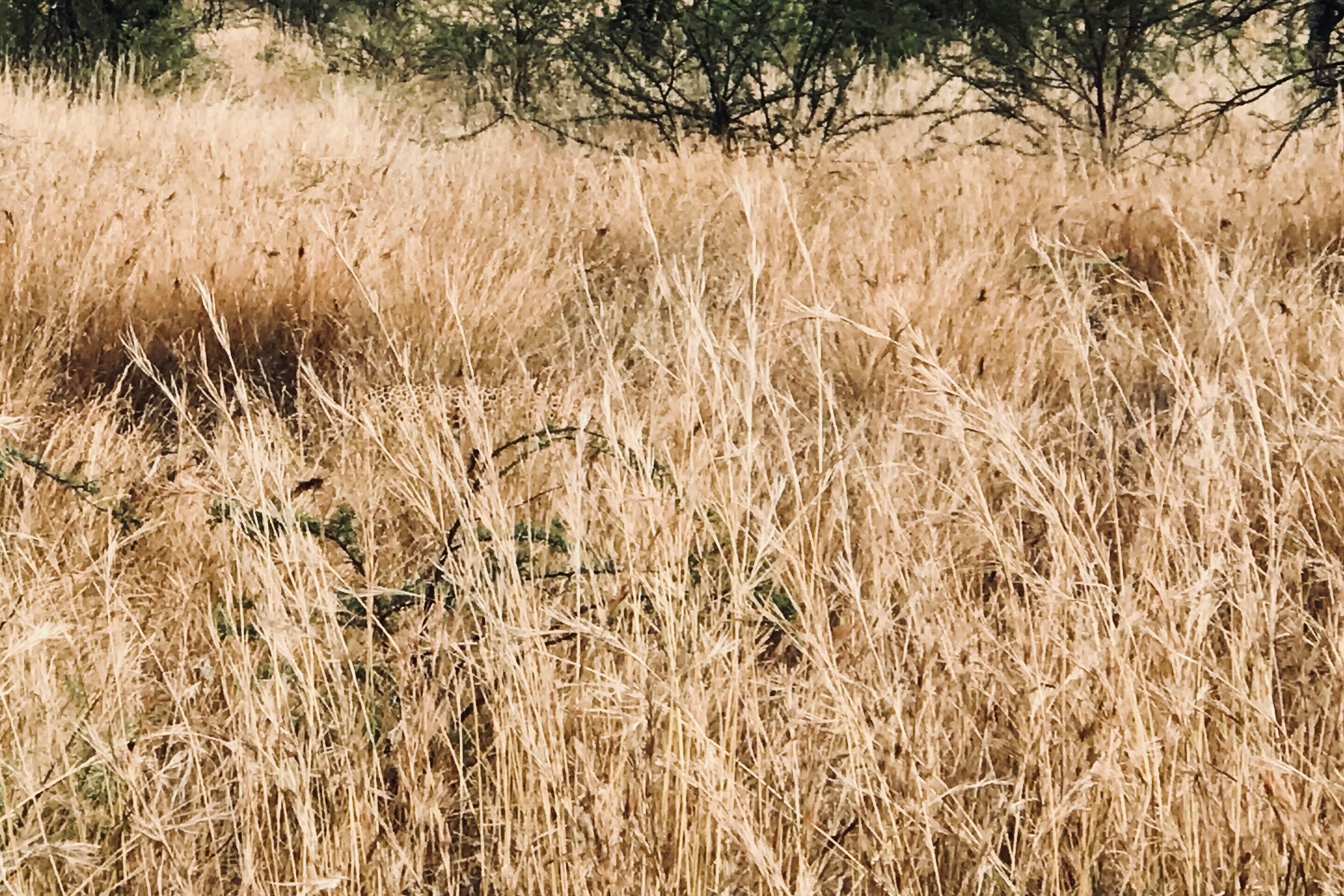 Can you spot the hidden animal?