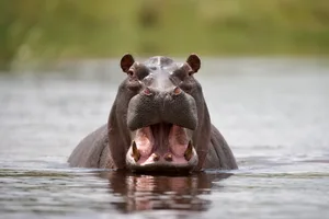 Hippopotamus opening jaws in threat display in Kwando River, Namibia. © Paul Souders/Getty Hippopotamus opening jaws in threat display in Kwando River, Namibia.