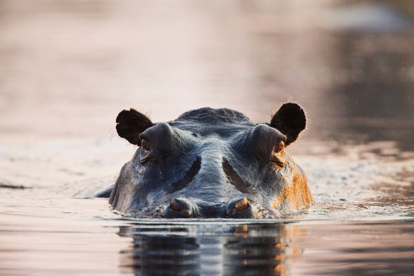 hippos