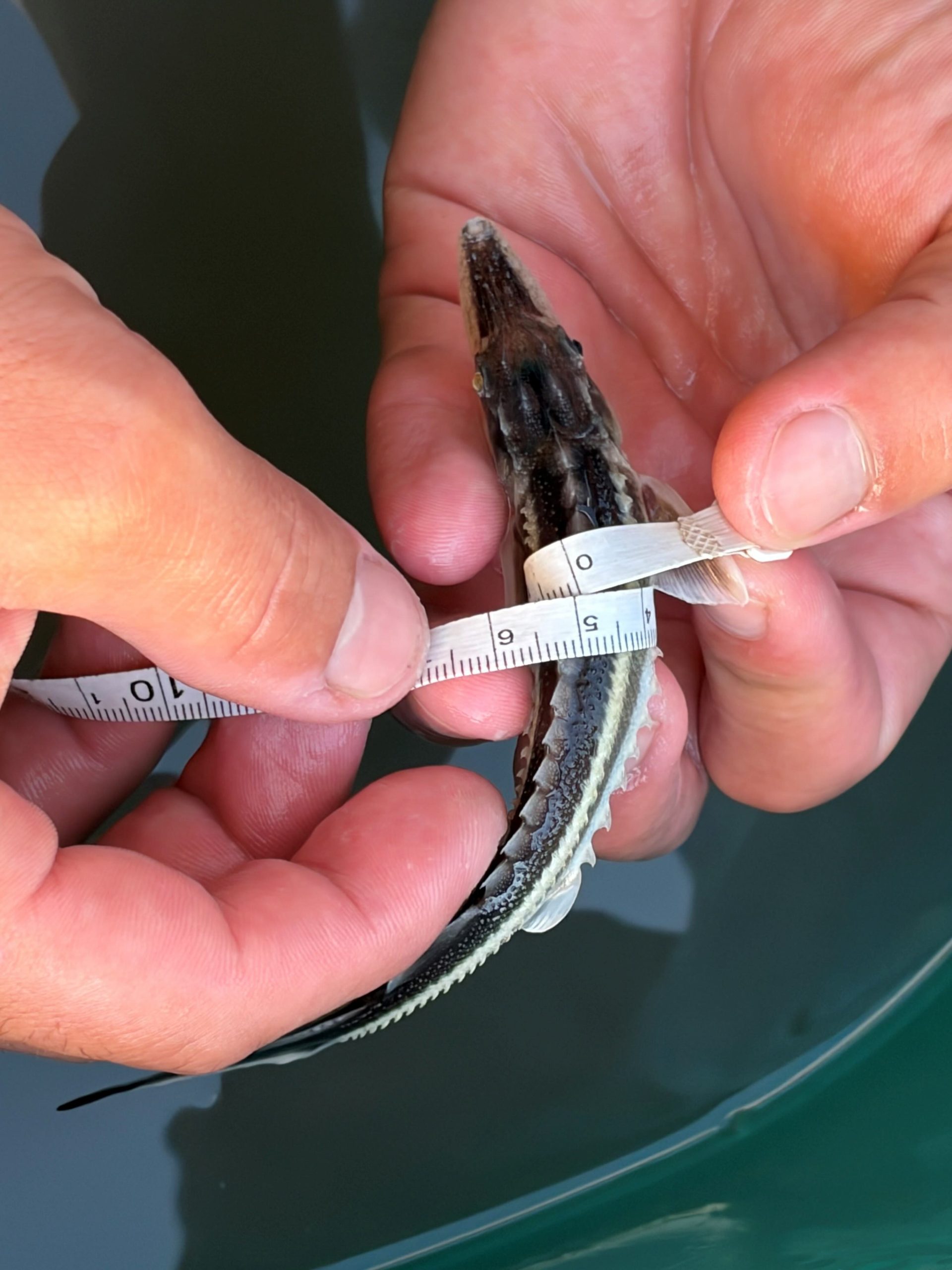 Baby sturgeon measurement