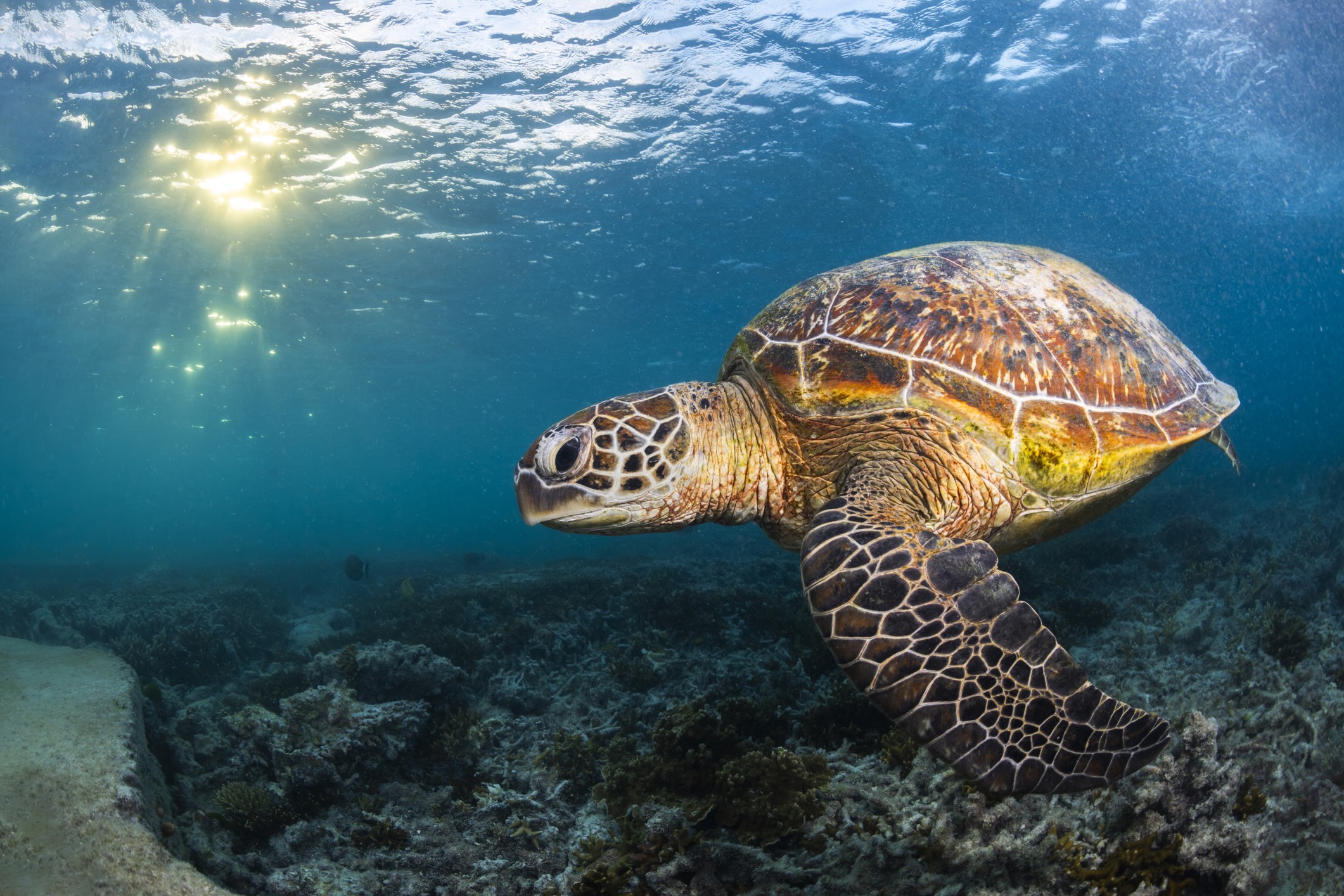 Green sea turtle