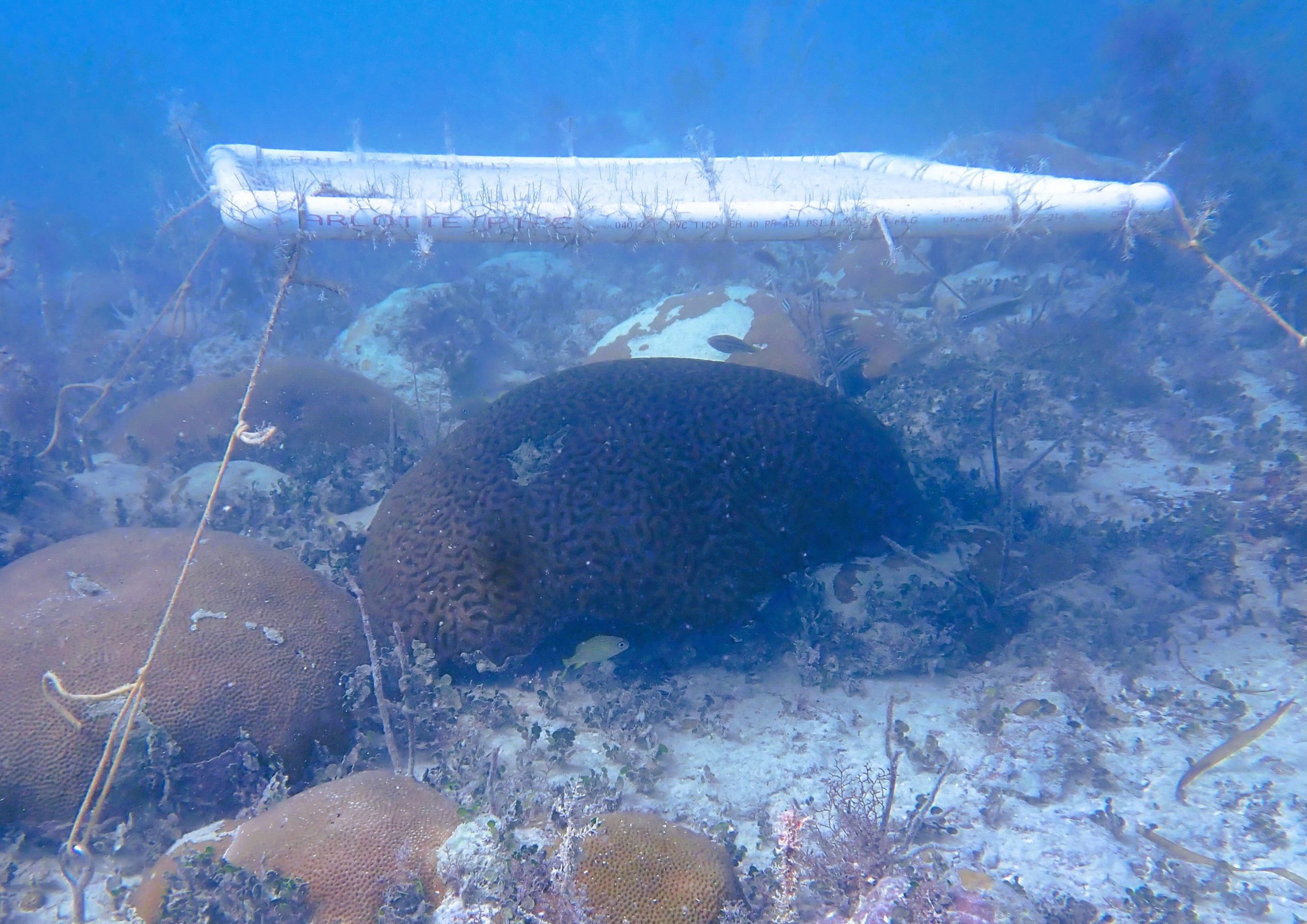 Underwater umbrellas cut coral bleaching in Florida Keys