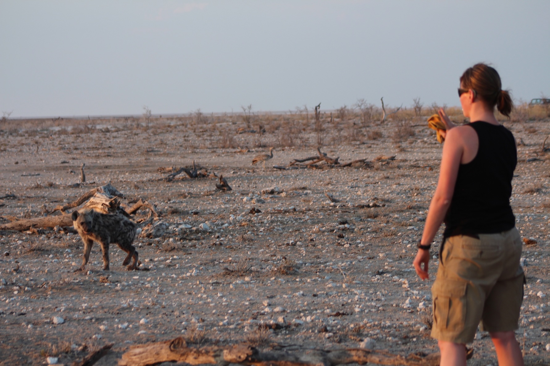 A spotted hyena from Etosha National Park