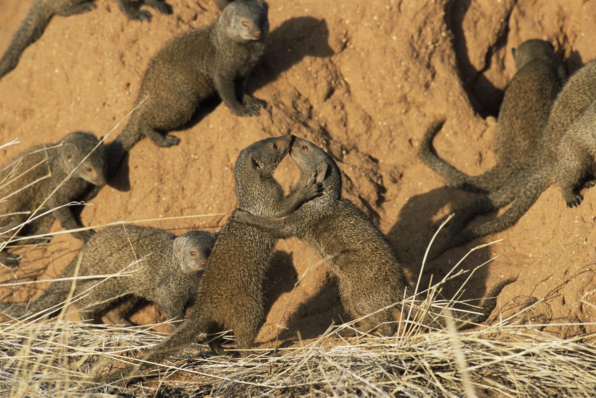 This tiny, brave carnivore battles rival groups. Now researchers have discovered something astonishing about their defences - BBC Wildlife Magazine image