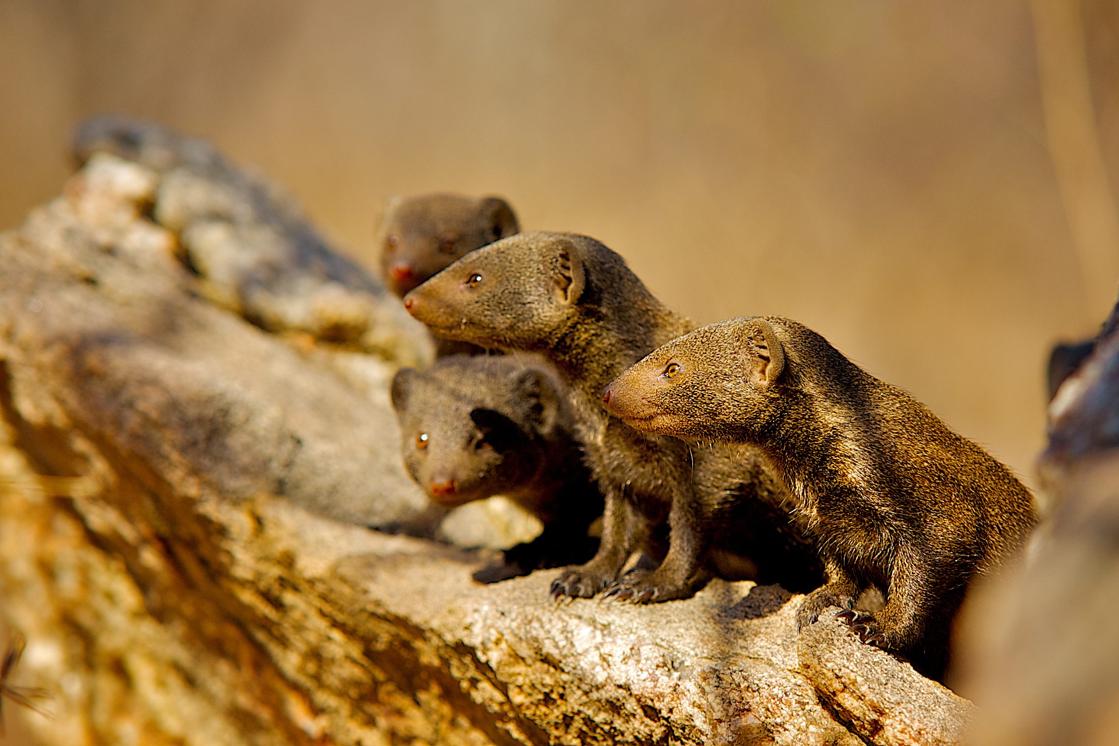 Dwarf mongoose