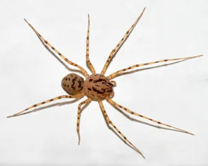spitting spider spitting spider