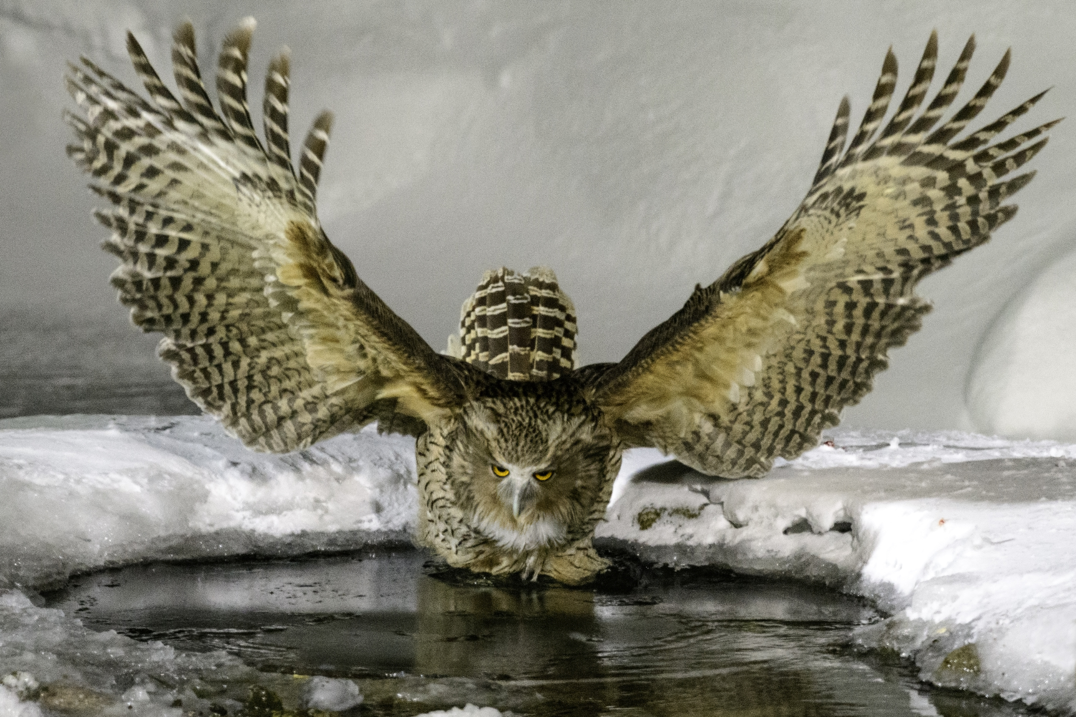 Blakiston's fish owl