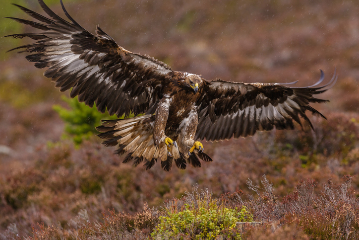 Golden eagle