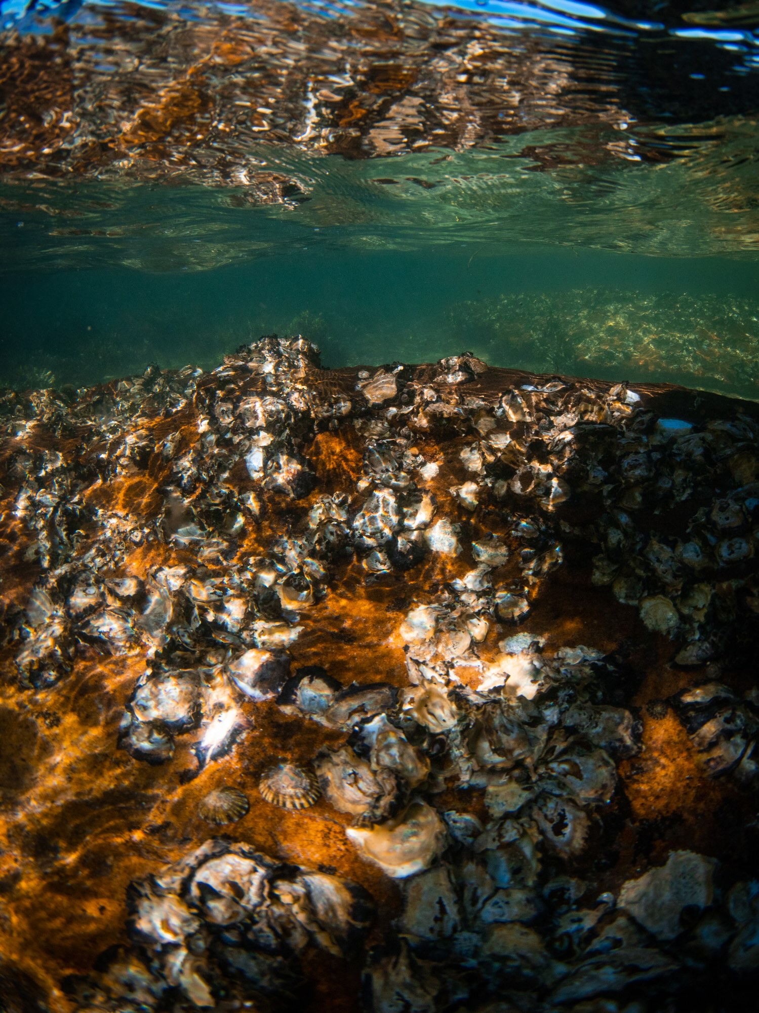 Oysters