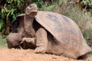 Where do giant tortoises live and why are they so big The giant Galapagos Tortoise