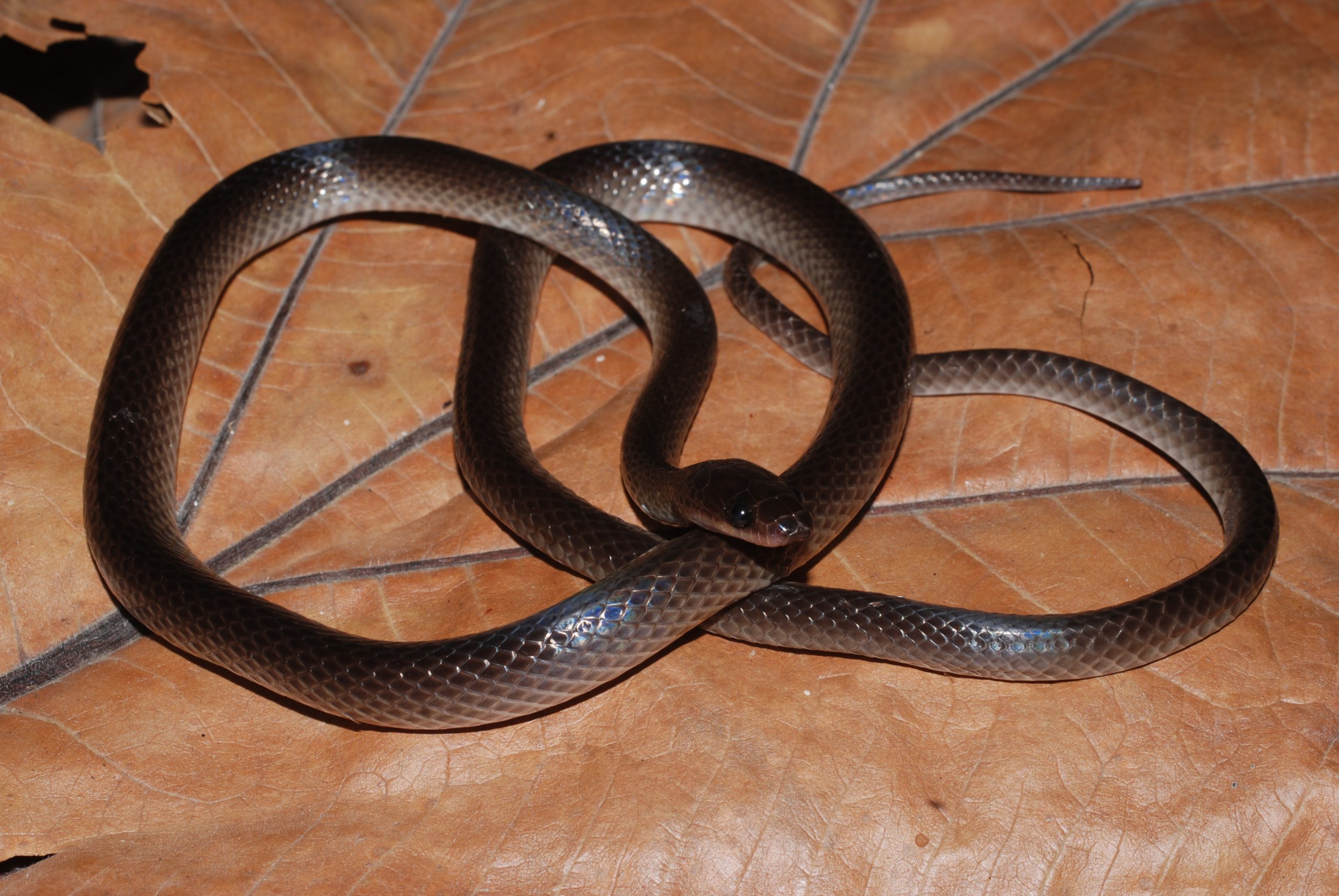 A juvenile Lielaphis slashi