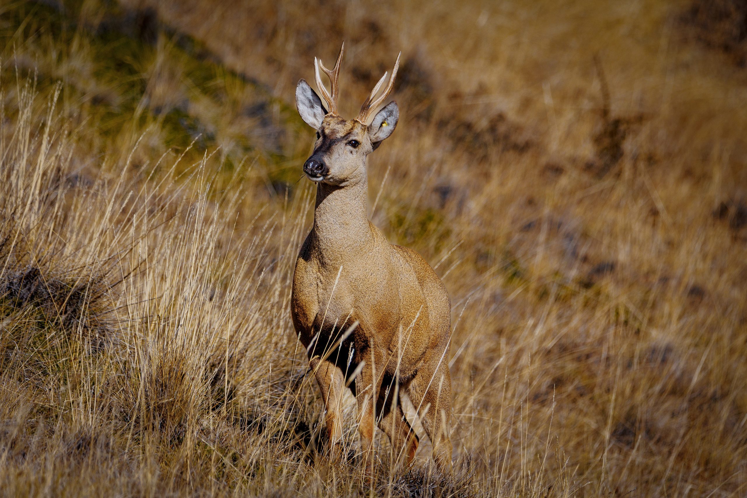 Distraido the released huemul deer