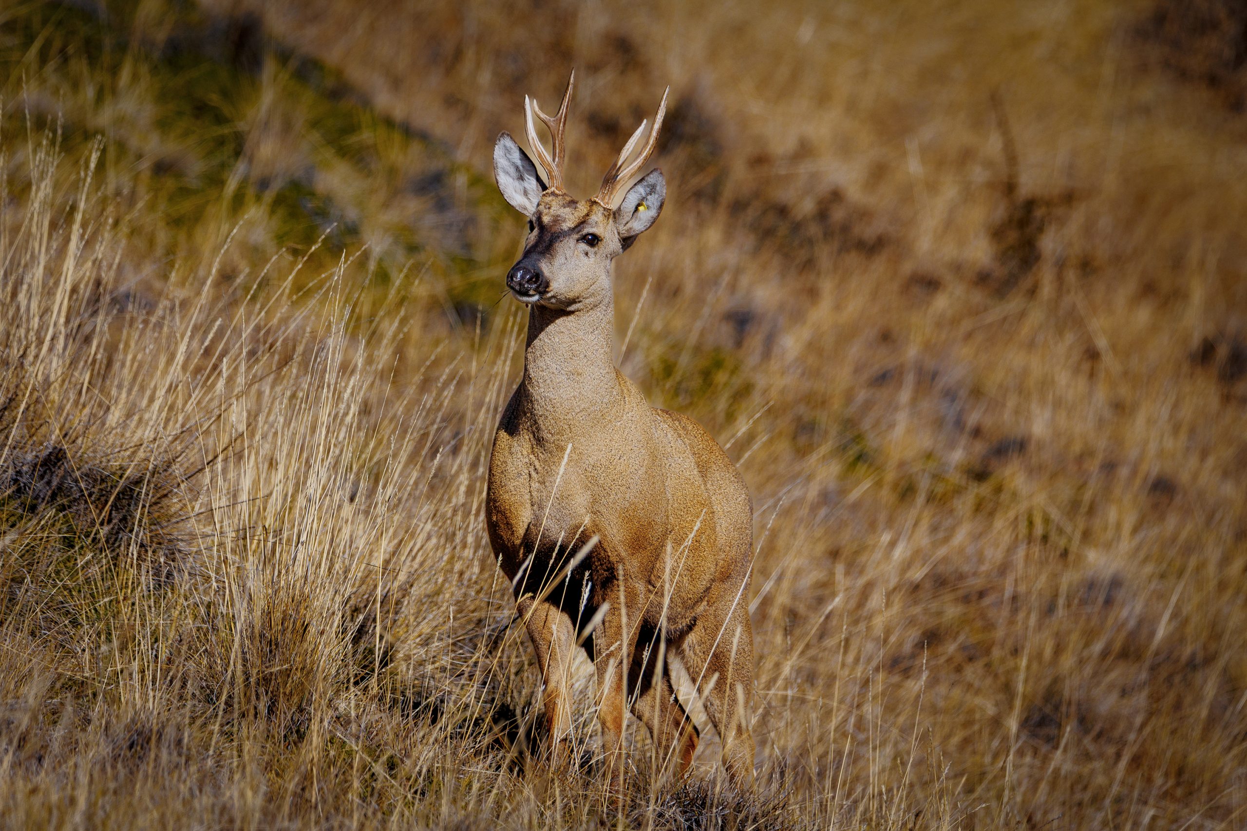 Distraido the released huemul deer