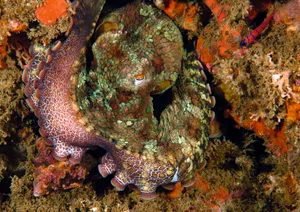 California two-spot octopus. © Phil Garner/Alamy California two-spot octopus. © Phil Garner/Alamy