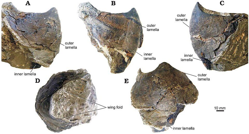 The holotype specimen of Nanaimoteuthis hikidai