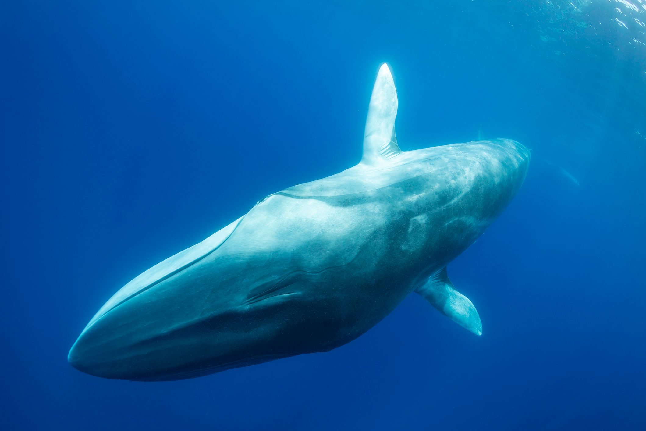 Fin whale, balaenoptera physalus, close view as it swims to the camera