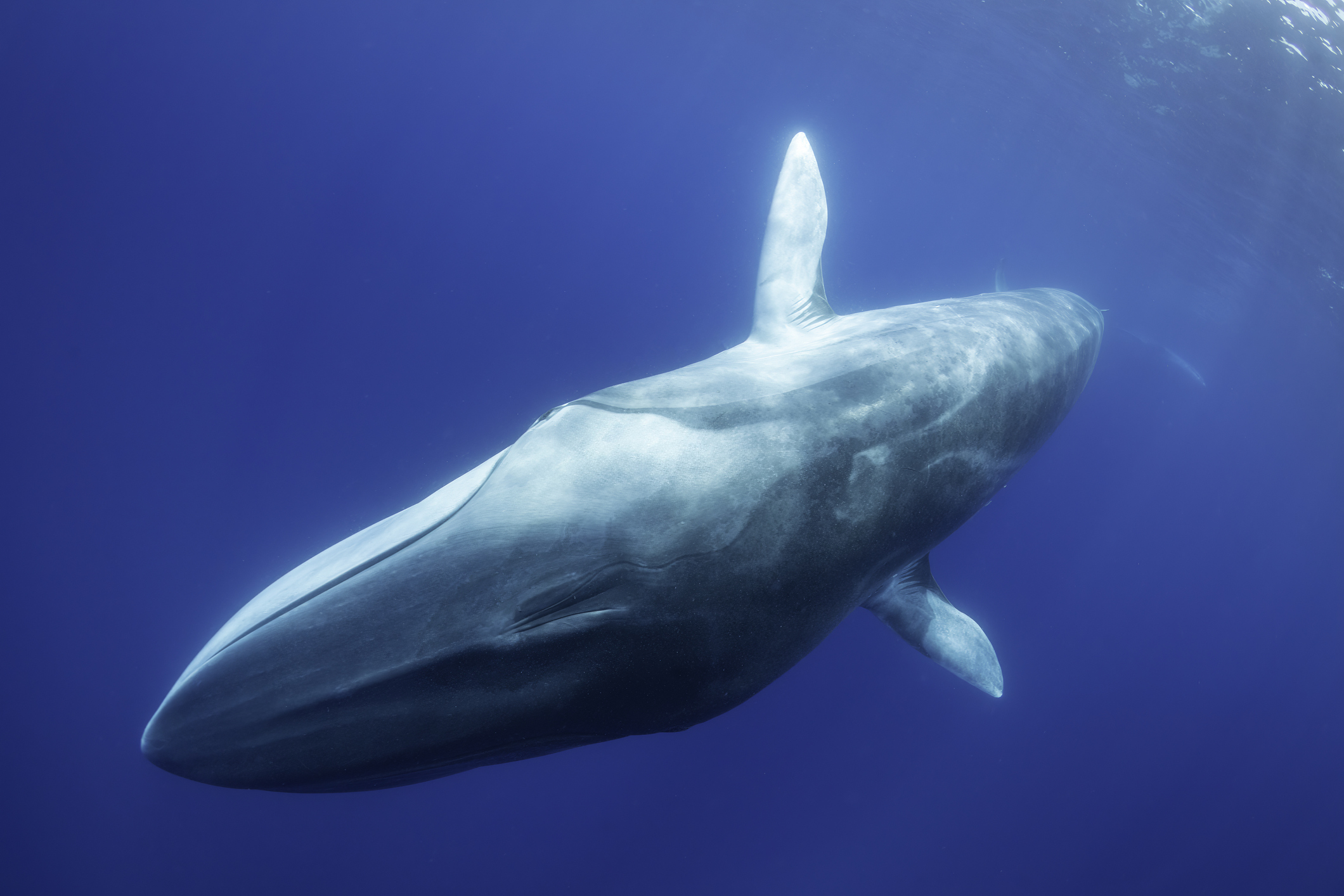 Fin whale, balaenoptera physalus, close view as it swims to the camera