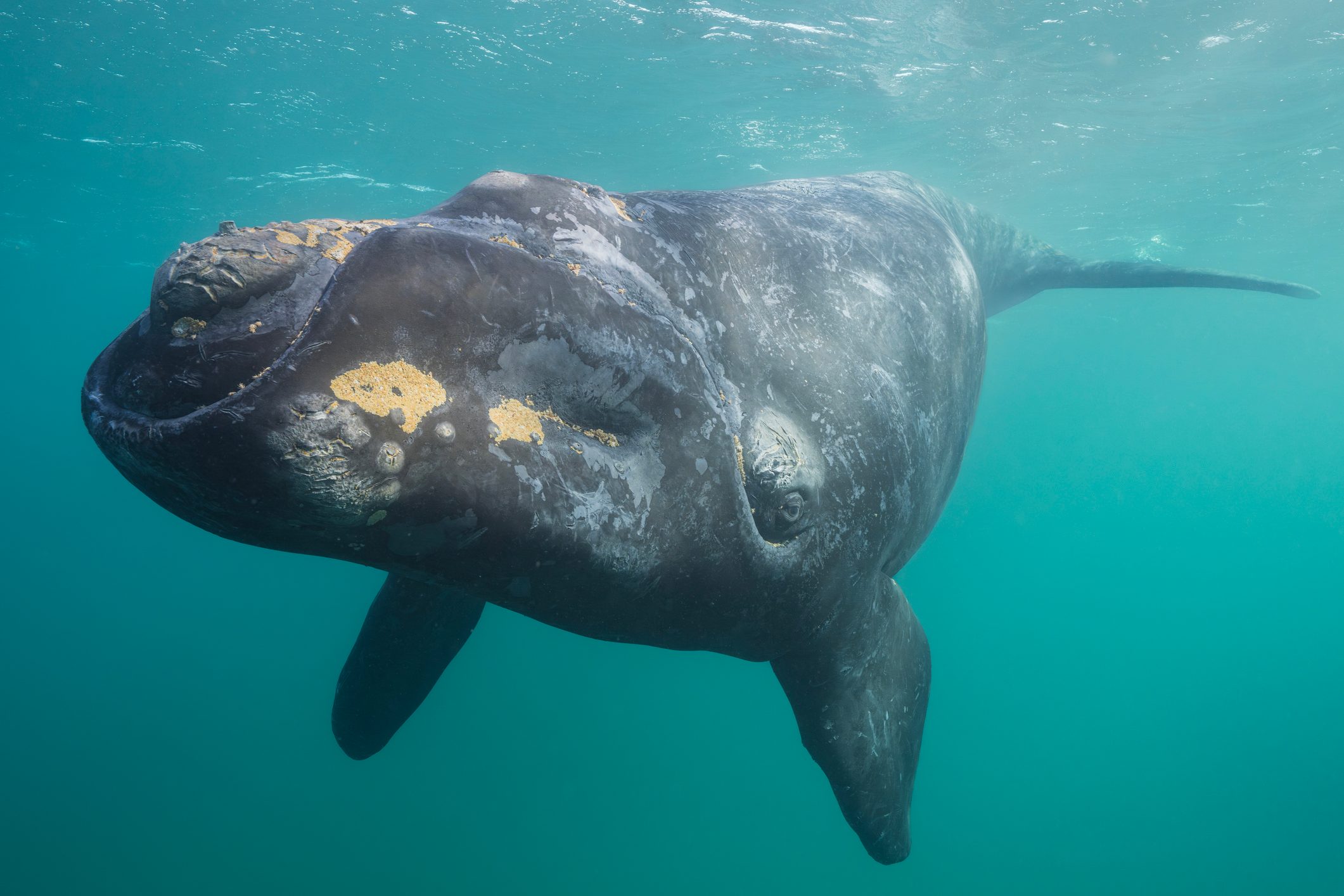 Southern Right Whale 