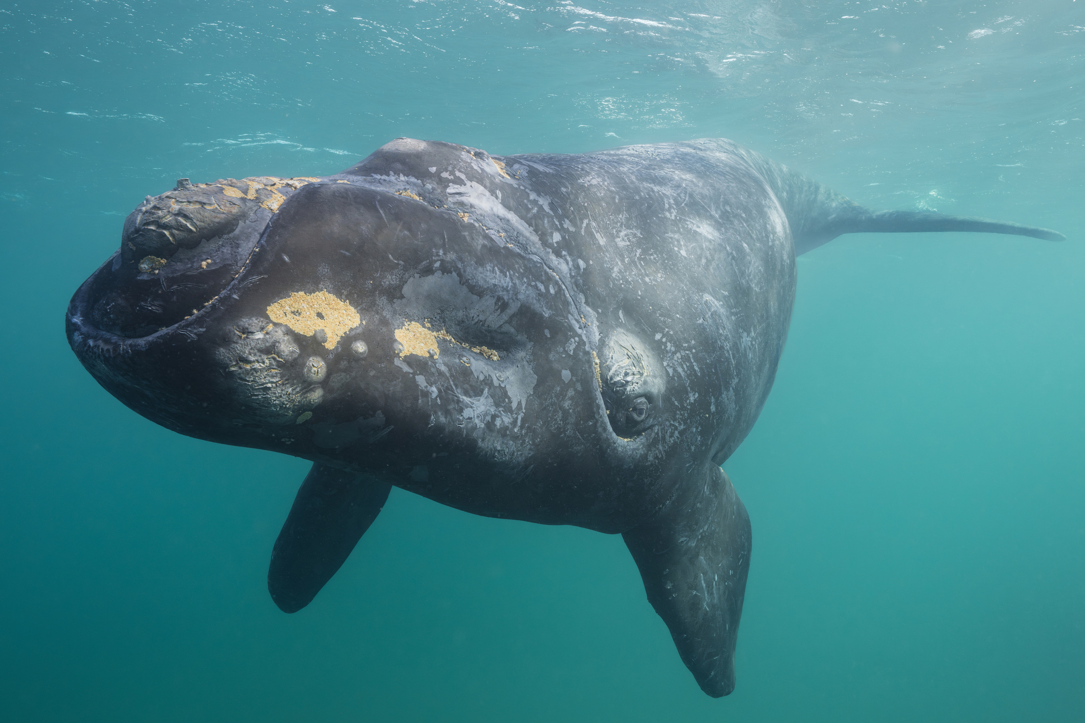 Southern Right Whale