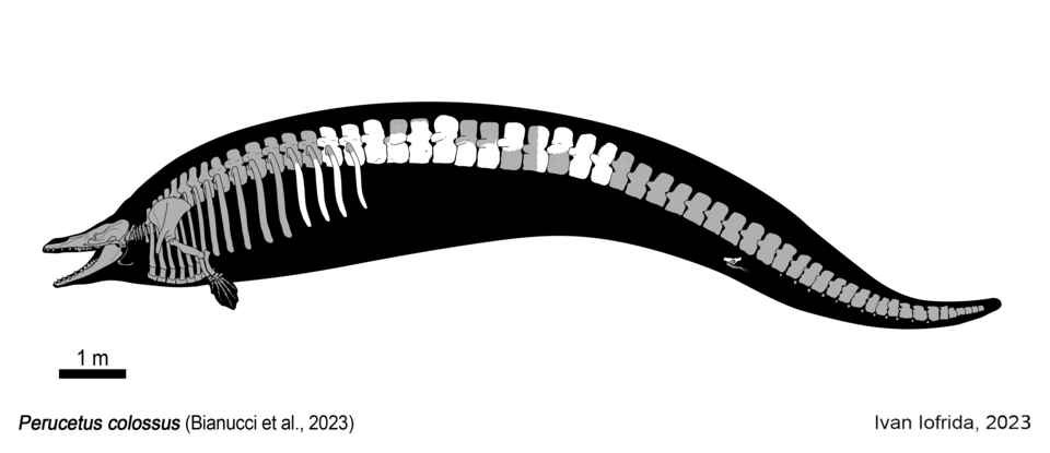Perucetus colossus Holotype skeletal drawing