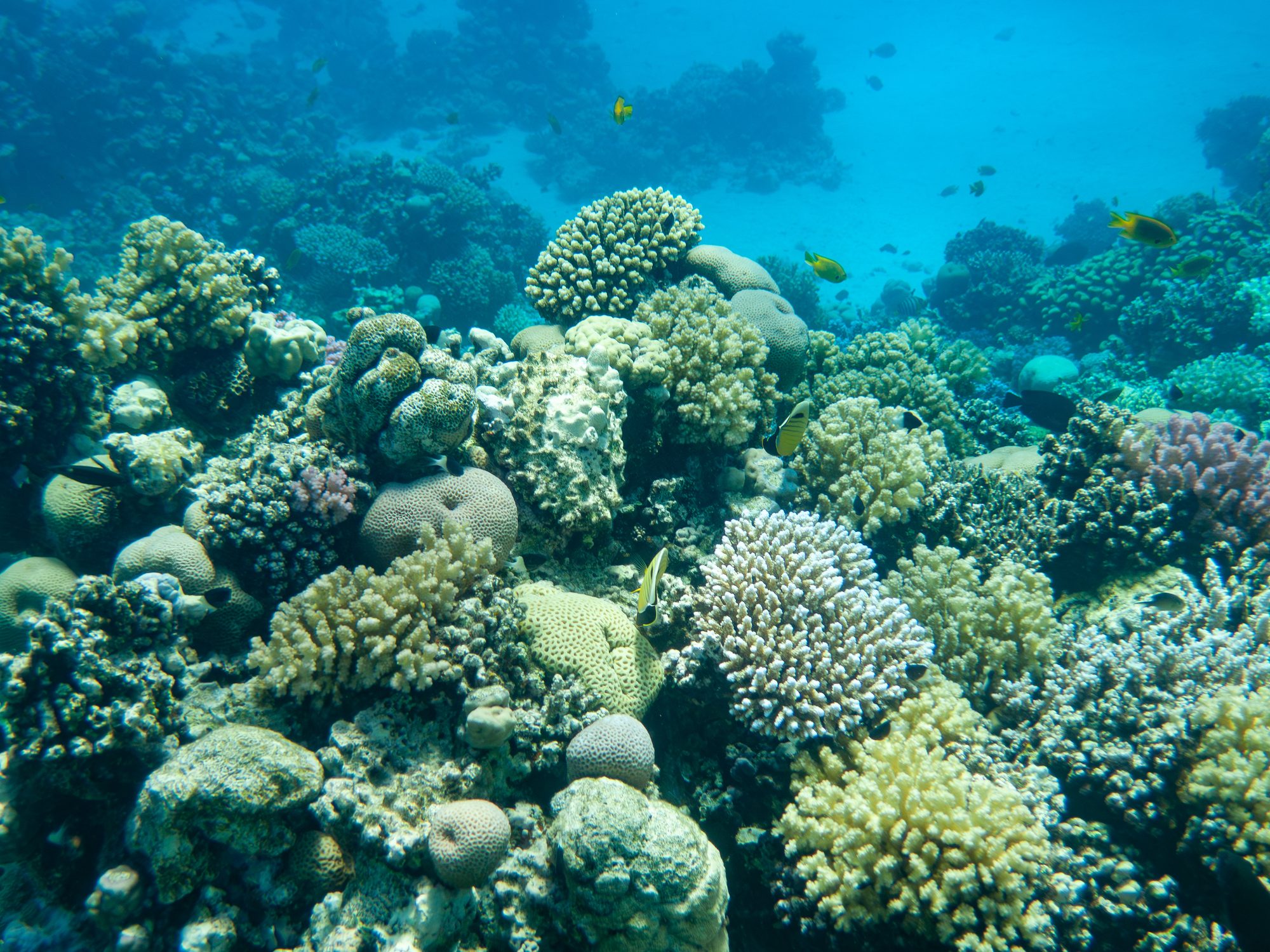 coral reef