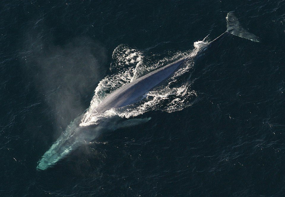 A blue whale (Balaenoptera musculus)
