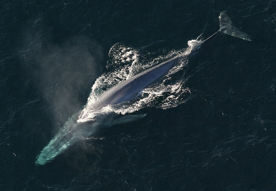 A blue whale (Balaenoptera musculus)