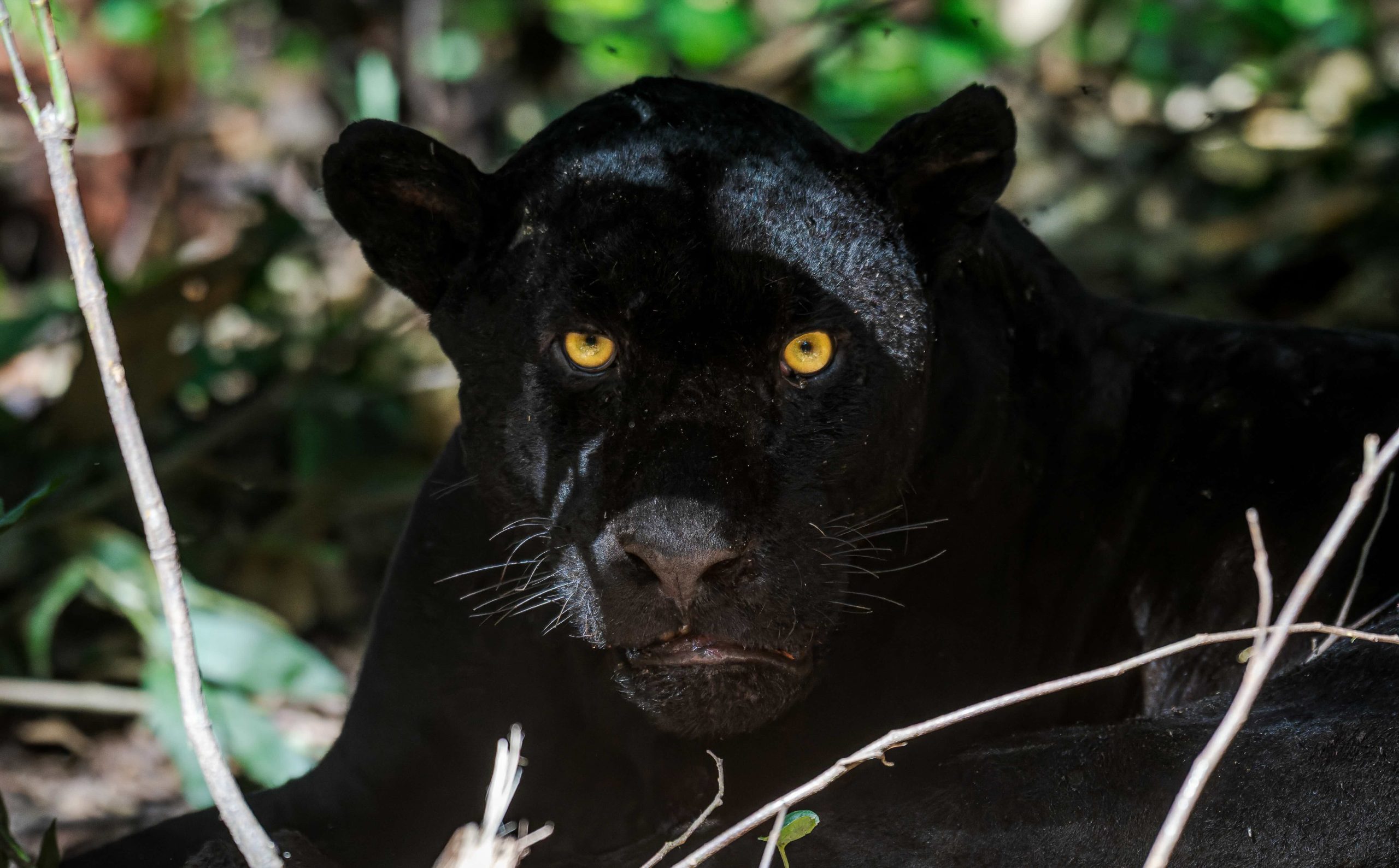 A melanistic jaguar in the Amazon floodplains