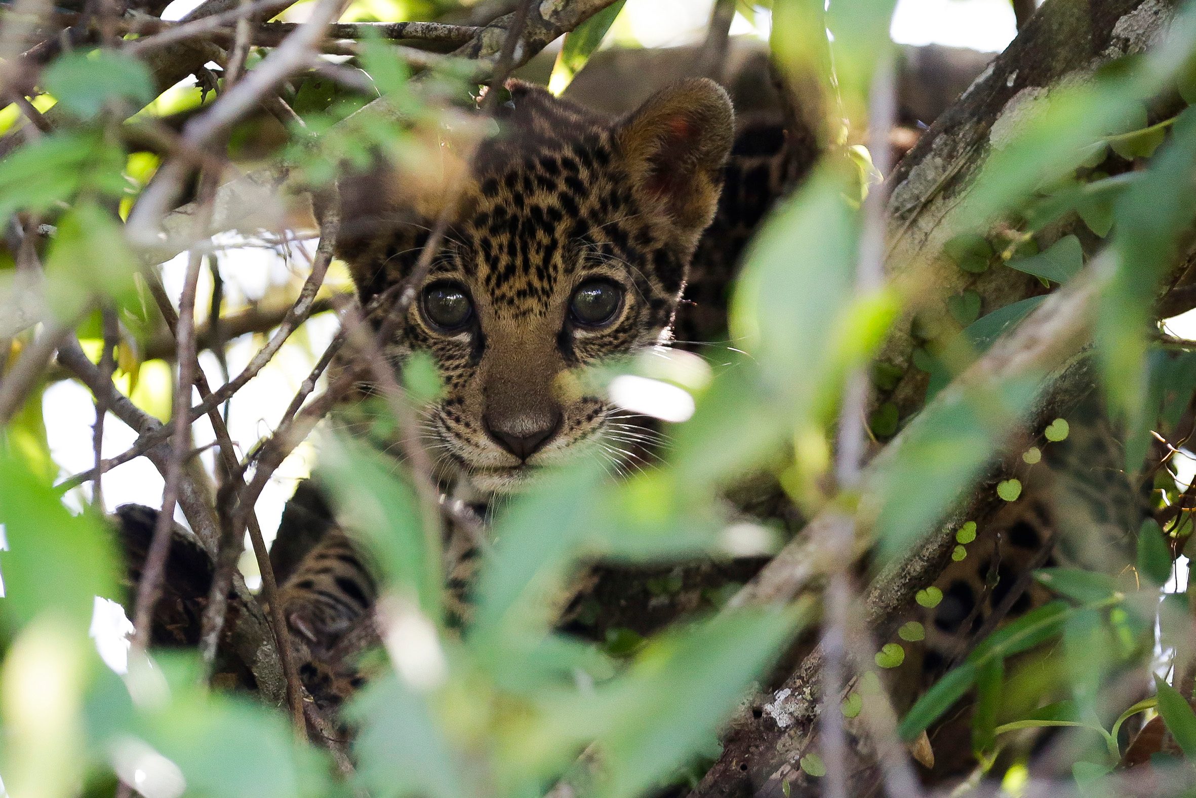 A jaguar cub (Panthera onca) is seen amidst a tangle of shrubs during the high-water season in the floodplain area of ​​the Mamirauá Sustainable Development Reserve