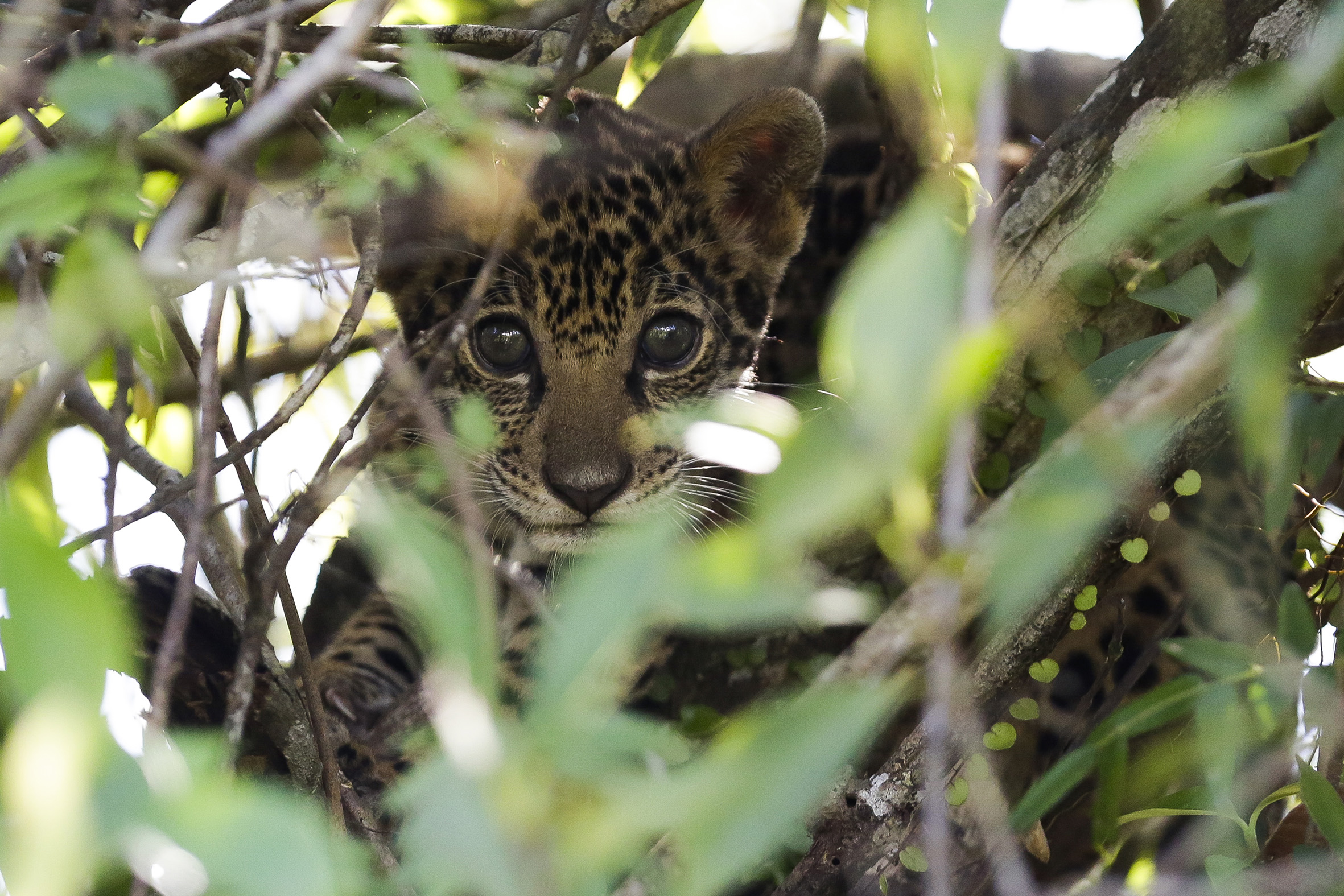 A jaguar cub (Panthera onca) is seen amidst a tangle of shrubs during the high-water season in the floodplain area of ​​the Mamirauá Sustainable Development Reserve